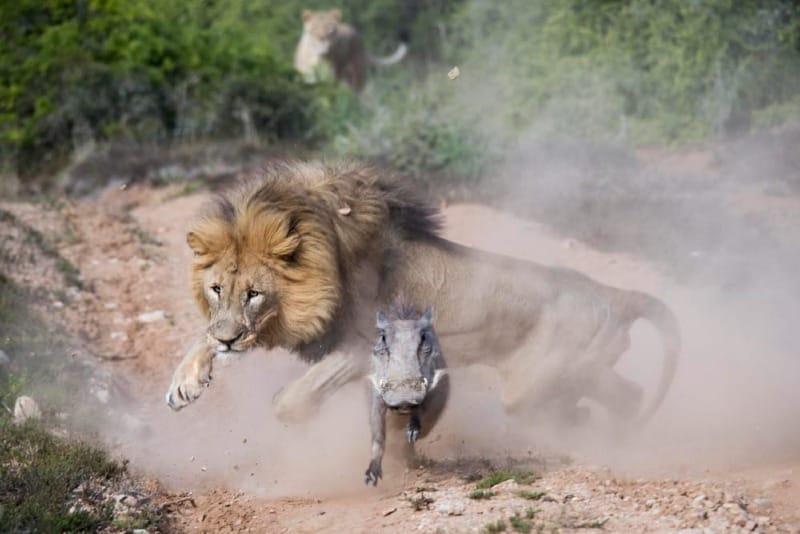 A fast shutter speed is key for freezing motion in wildlife photos