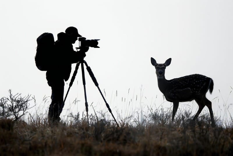 Techniques for Capturing Wildlife