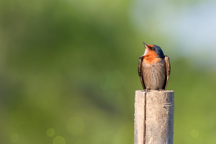 Bird Photography Tips: Capturing Stunning Avian Images in the Wild