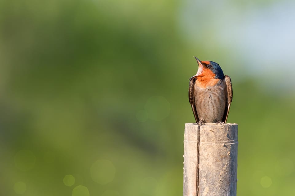 Bird Photography Tips: Capturing Stunning Avian Images in the Wild